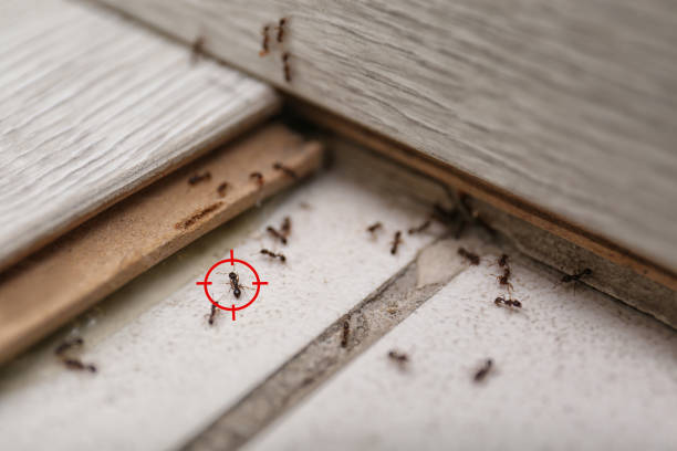 Best Emergency Pest Control  in Orange City, FL