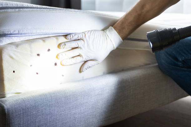 Best Best Pest Control Near Me  in Orange City, FL